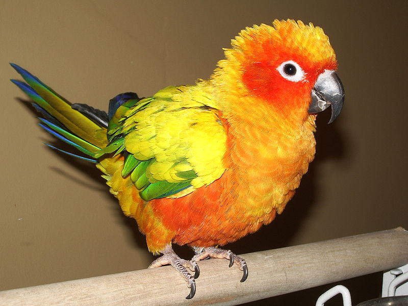 800px-Aratinga_solstitialis_on_perch.jpg